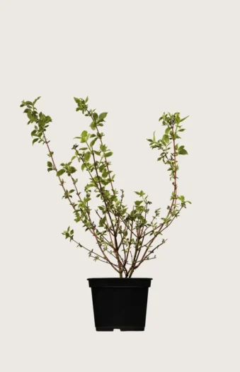 Kameliajasmike 40cm Tuuhea | Plantinavia