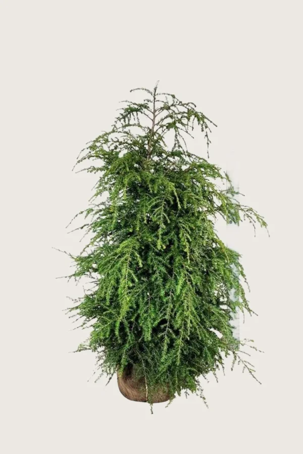 Kanadanhemlokki 125cm Hyvin tuuhea | Plantinavia