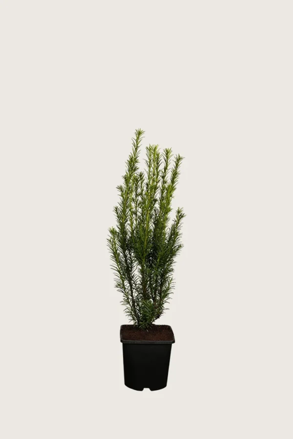 Kartiomarjakuusi 'Groenland' 40cm Tuuhea | Plantinavia