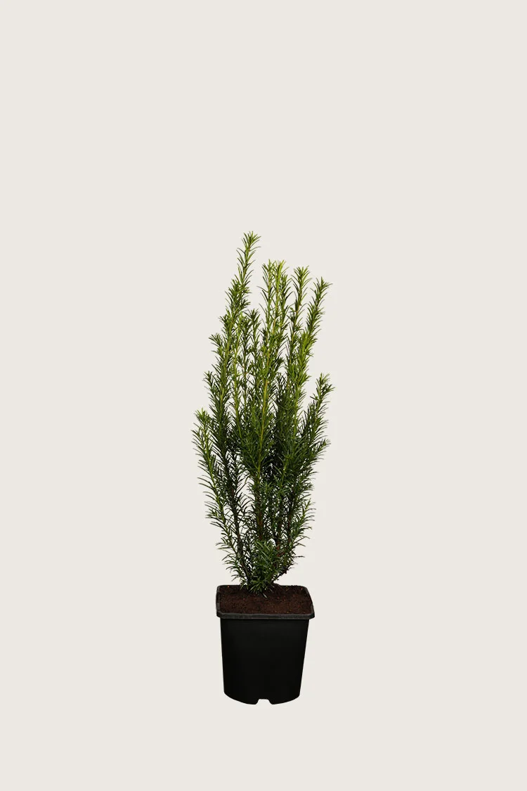 Kartiomarjakuusi 'Groenland' 40cm Tuuhea | Plantinavia