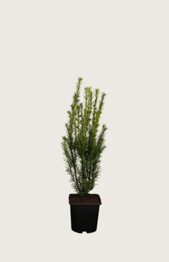 Kartiomarjakuusi 'Groenland' 60cm Tuuhea | Plantinavia