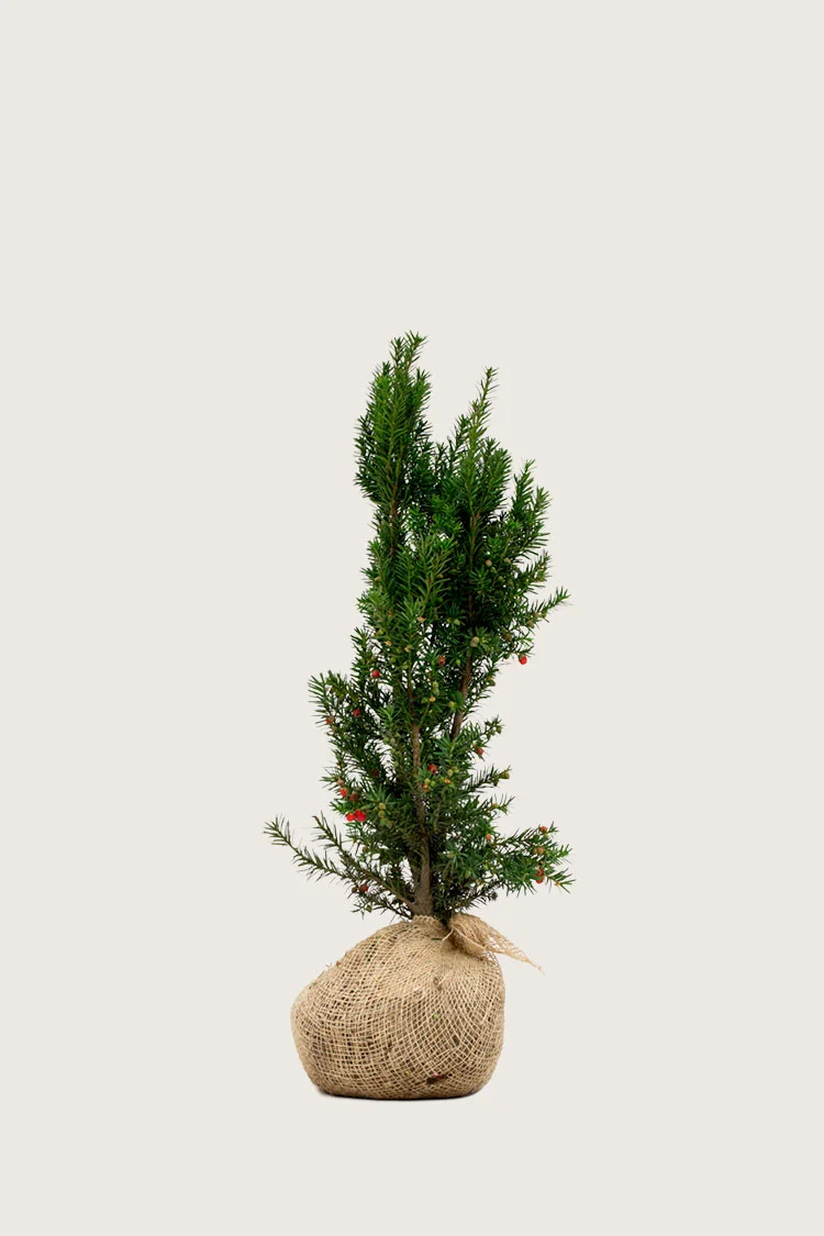Selected Product