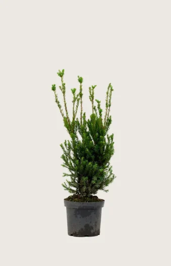 Kartiomarjakuusi Hicksii 80cm Outlet | Plantinavia