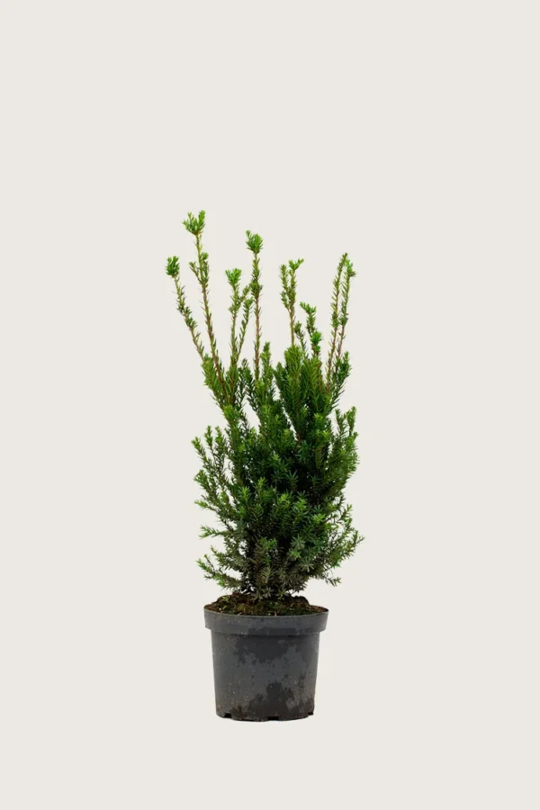 Kartiomarjakuusi Hicksii 80cm Outlet | Plantinavia