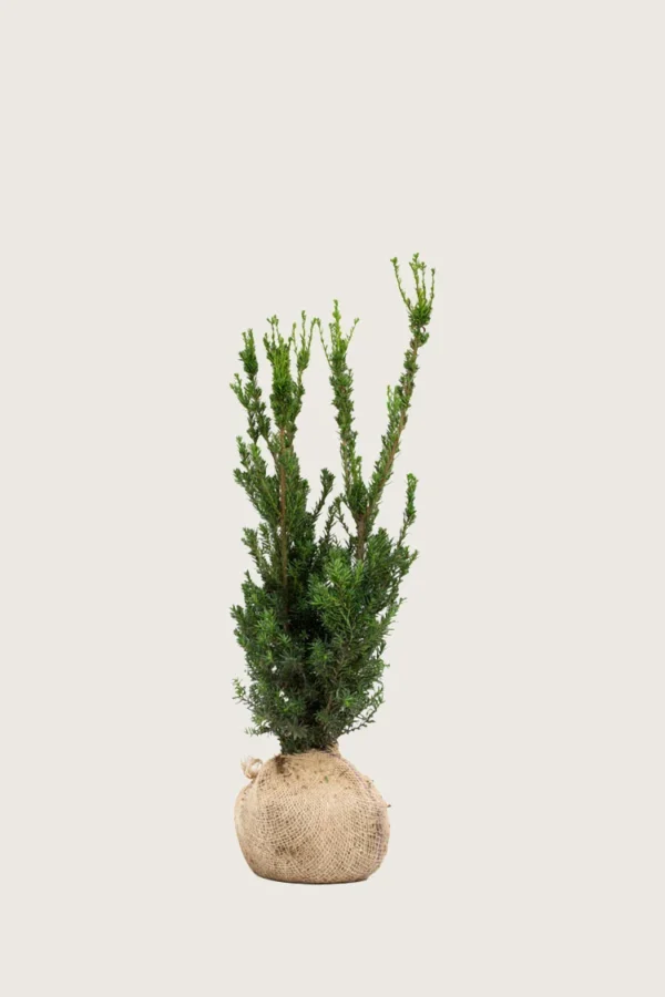 Kartiomarjakuusi Hillii 100cm Outlet | Plantinavia