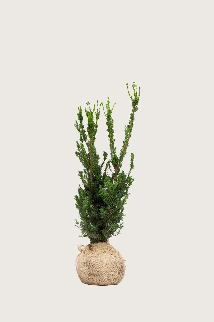 Kartiomarjakuusi Hillii configurator
