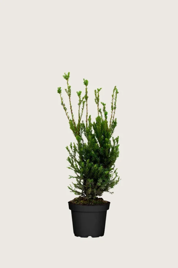Kartiomarjakuusi Hillii 40cm Outlet | Plantinavia