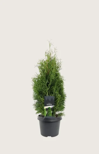 Kartiotuija Holmstrup 60cm Hyvin tuuhea | Plantinavia