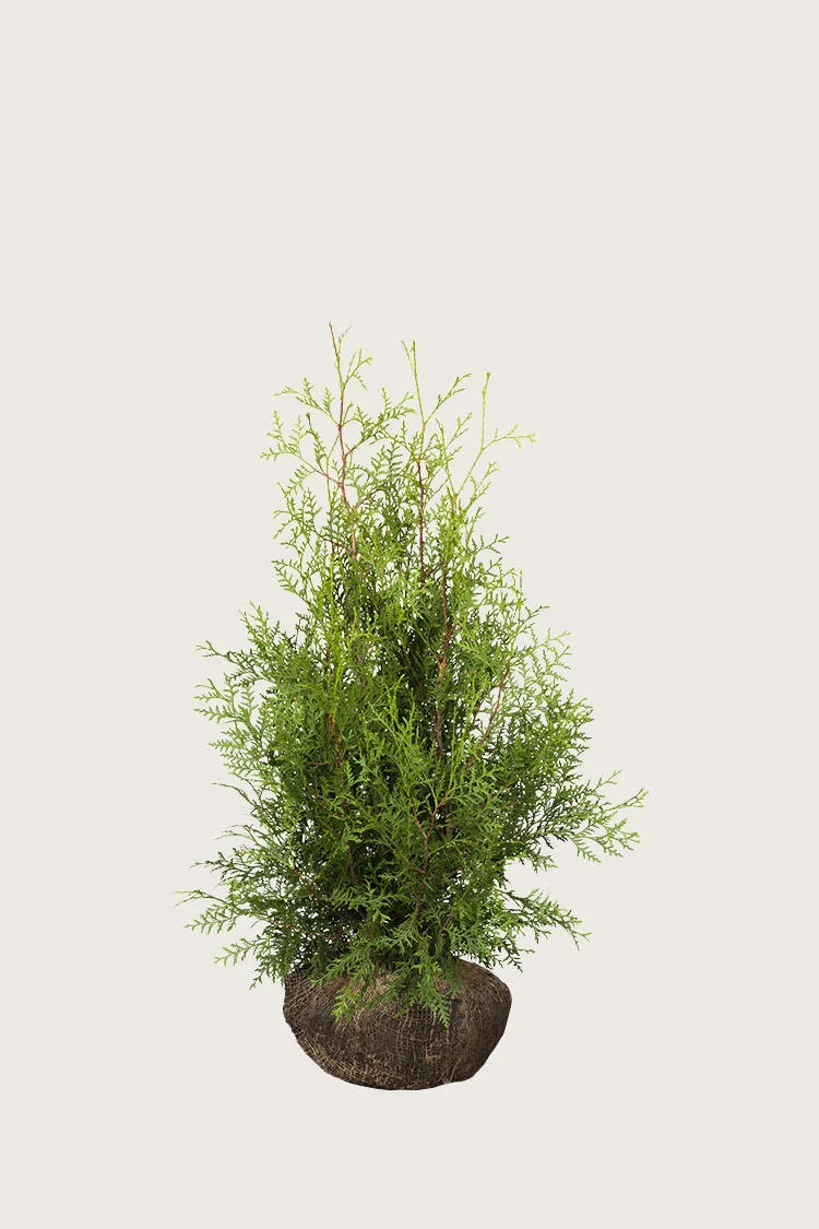 Kartiotuija 40cm Hyvin tuuhea | Plantinavia