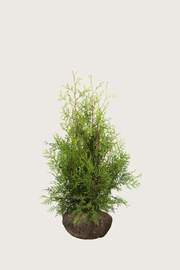 Kartiotuija 60cm Hyvin tuuhea | Plantinavia