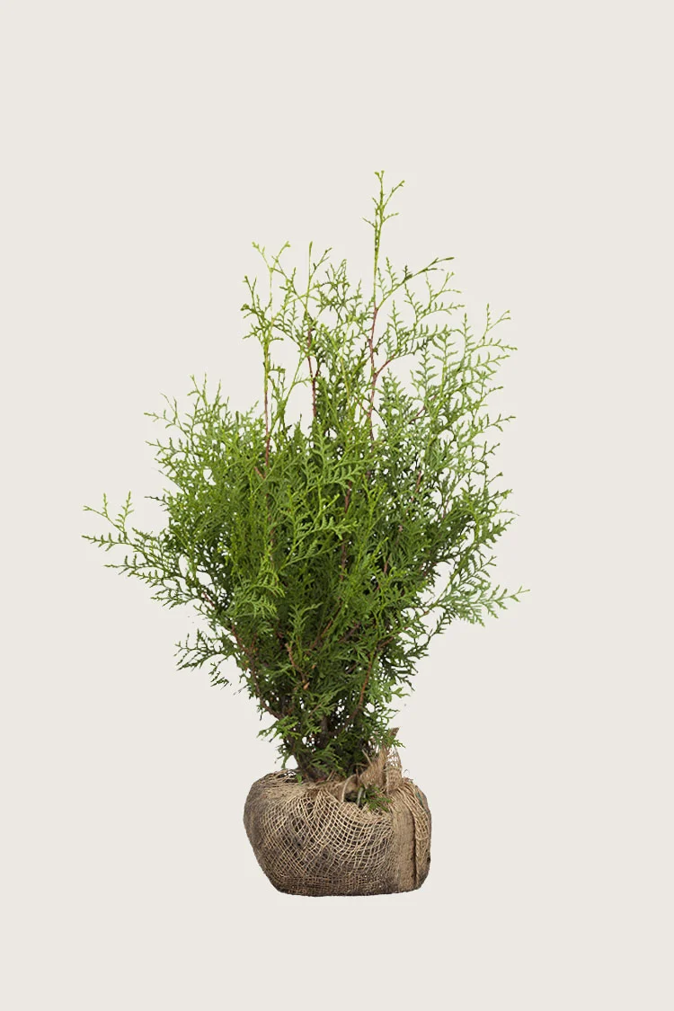 Kartiotuija 150cm Outlet | Plantinavia