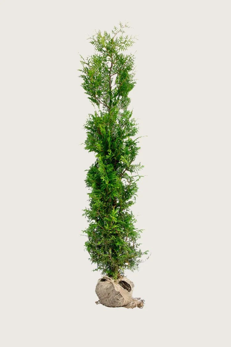 Kartiotuija 200cm Outlet | Plantinavia