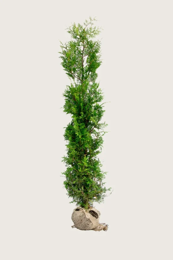 Kartiotuija 225cm Outlet | Plantinavia