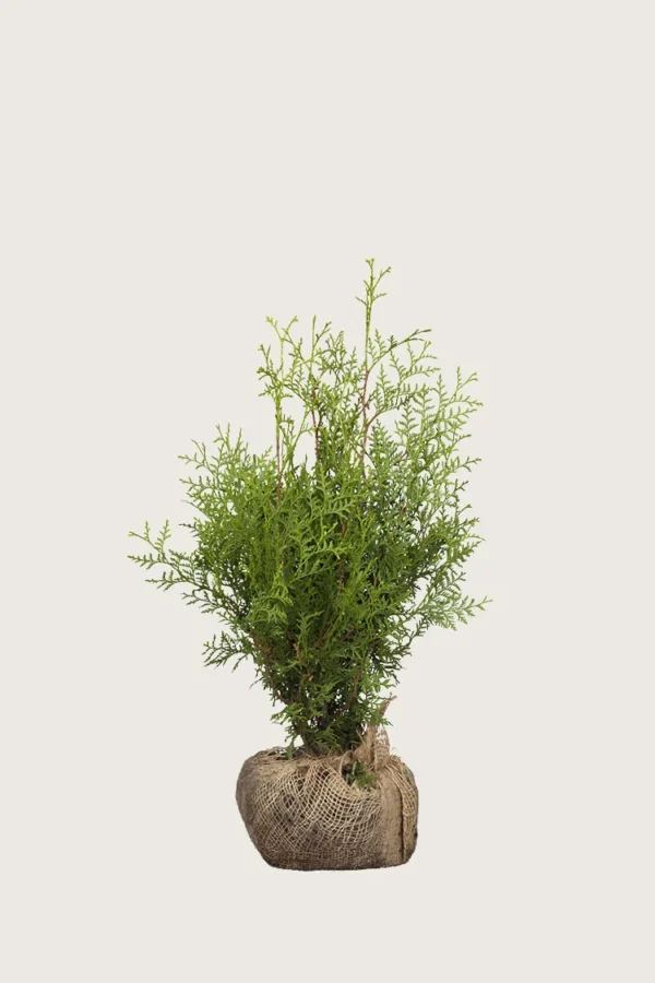 Kartiotuija 40cm Outlet | Plantinavia