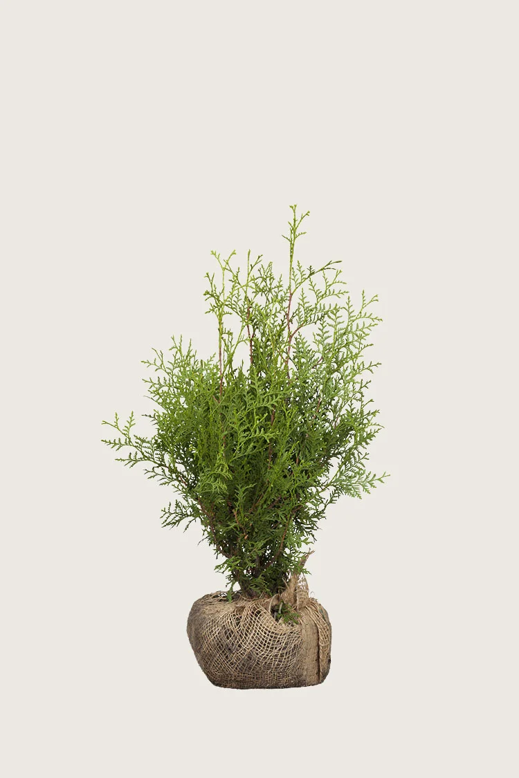Kartiotuija 80cm Outlet | Plantinavia