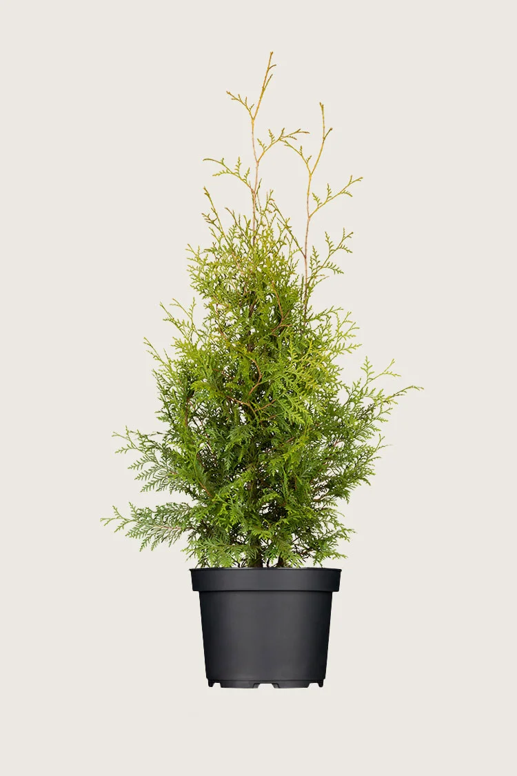 Kartiotuija 150cm Outlet | Plantinavia