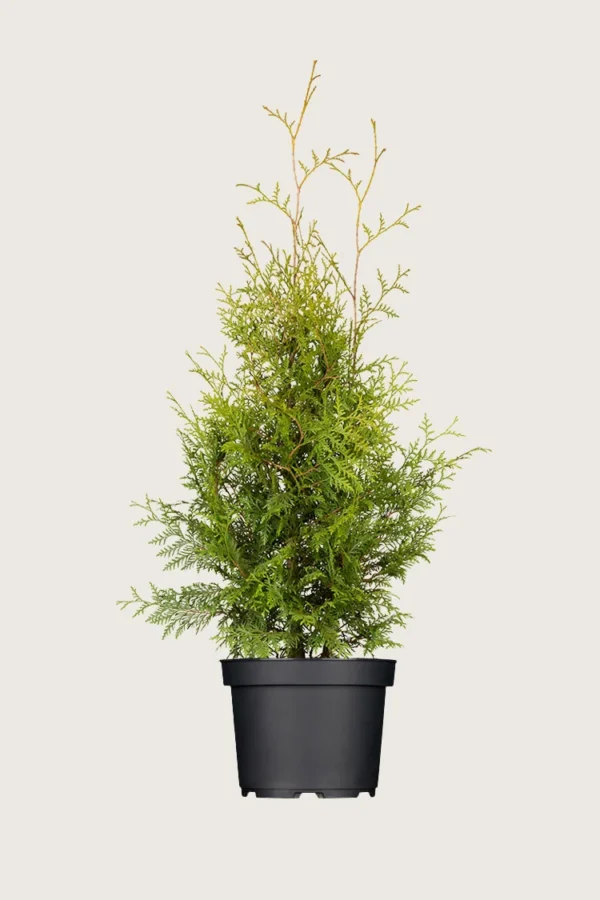 Kartiotuija 175cm Outlet | Plantinavia