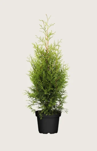 Kartiotuija 200cm Outlet | Plantinavia