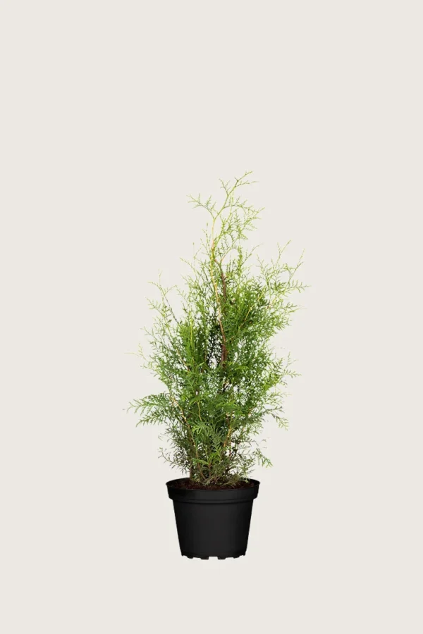 Kartiotuija 80cm Outlet | Plantinavia