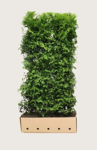 Kartiotuija 200cm Hyvin tuuhea | Plantinavia
