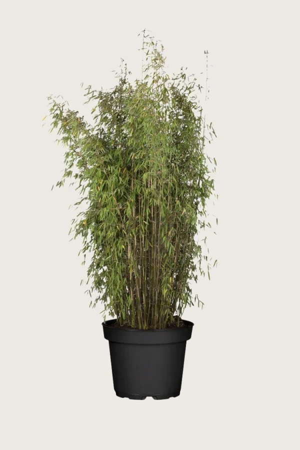 Kiiltoruokobambu Jiuzhaigou 150cm Hyvin tuuhea | Plantinavia