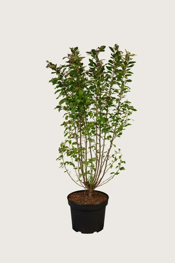 Kiiltotuhkapensas 125cm Hyvin tuuhea | Plantinavia