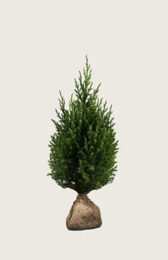 Kiinankataja 100cm Hyvin tuuhea | Plantinavia