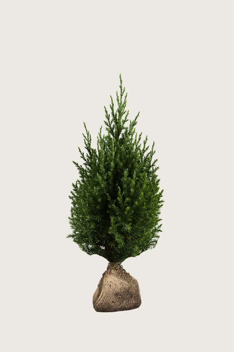 Kiinankataja 100cm Hyvin tuuhea | Plantinavia