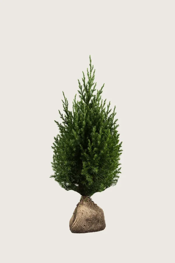 Kiinankataja 60cm Hyvin tuuhea | Plantinavia