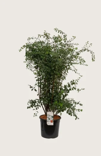Kinosangervo 125cm Hyvin tuuhea | Plantinavia