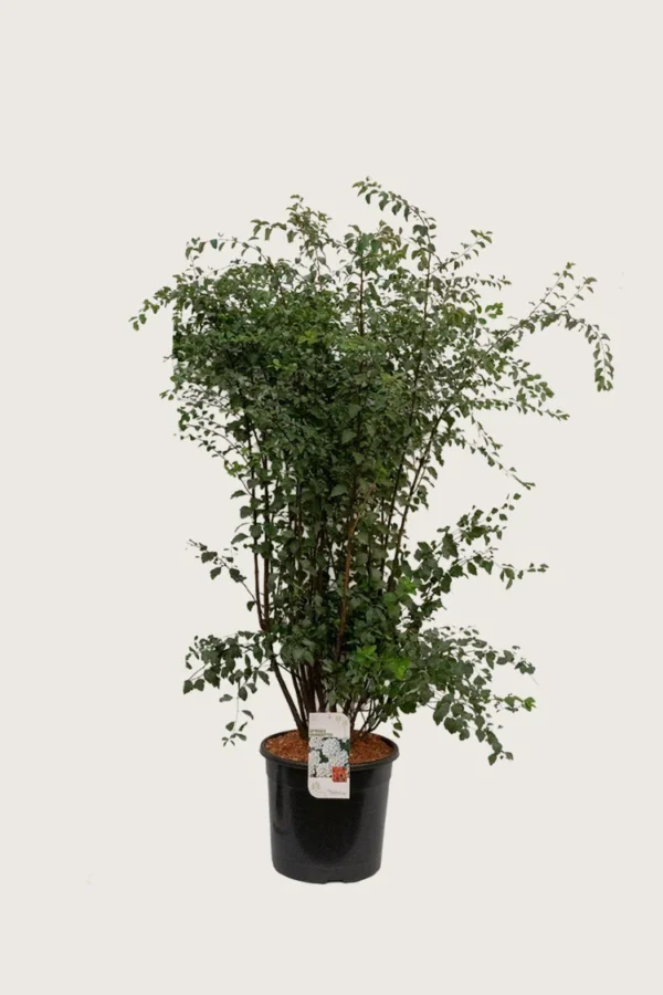 Kinosangervo 125cm Hyvin tuuhea | Plantinavia