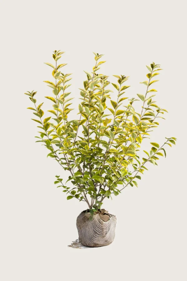 Kullankirjava likusterilajike 125cm Outlet | Plantinavia