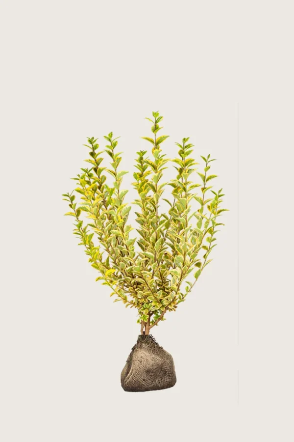 Kullankirjava likusterilajike 80cm Outlet | Plantinavia