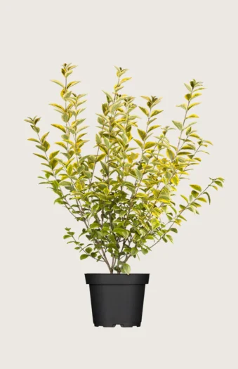 Kullankirjava likusterilajike 125cm Outlet | Plantinavia