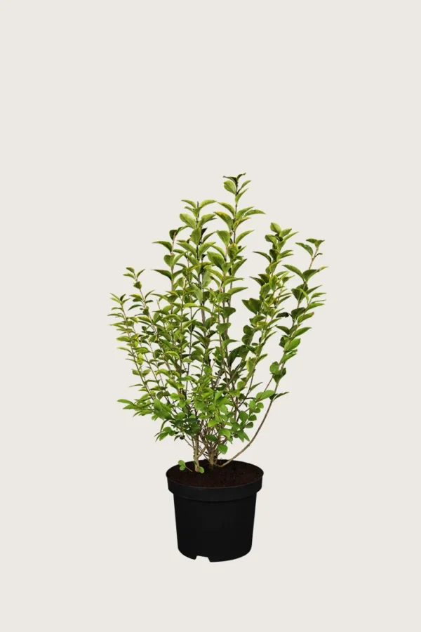 Kullankirjava likusterilajike 60cm Outlet | Plantinavia