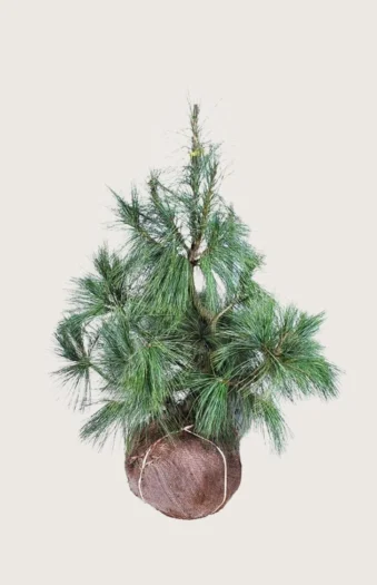 Kyynelmänty 150cm Hyvin tuuhea | Plantinavia