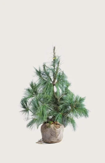 Kyynelmänty 40cm Hyvin tuuhea | Plantinavia