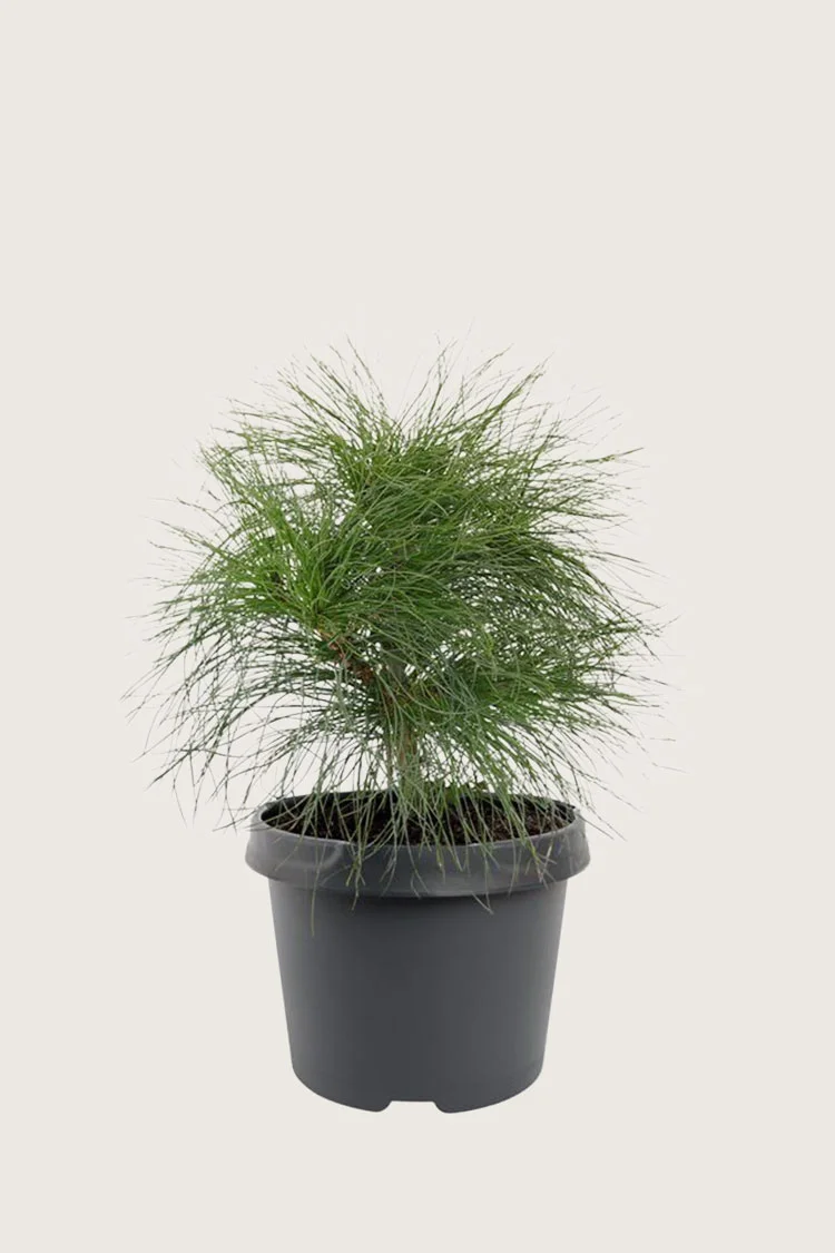 Kyynelmänty 100cm Hyvin tuuhea | Plantinavia