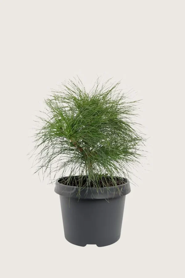 Kyynelmänty 60cm Hyvin tuuhea | Plantinavia