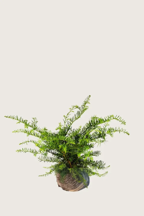 Laakamarjakuusi 60cm Hyvin tuuhea | Plantinavia