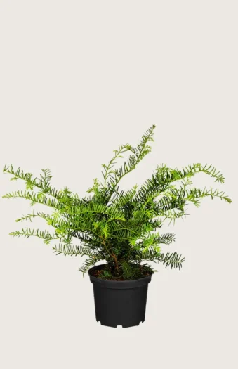 Laakamarjakuusi 20cm Tuuhea | Plantinavia