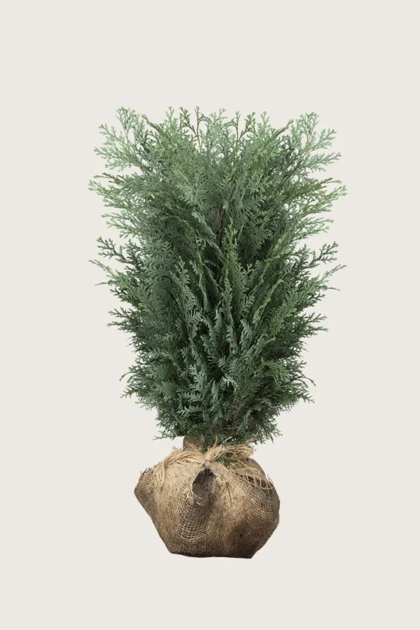 Lawsoninsypressi 100cm Hyvin tuuhea | Plantinavia