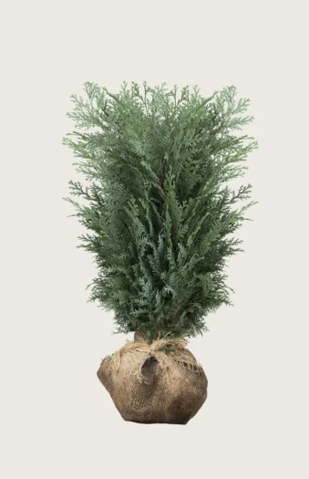 Lawsoninsypressi 175cm Hyvin tuuhea | Plantinavia