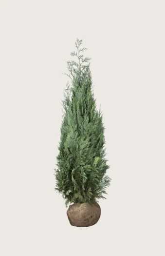 Lawsoninsypressi 125cm Outlet | Plantinavia