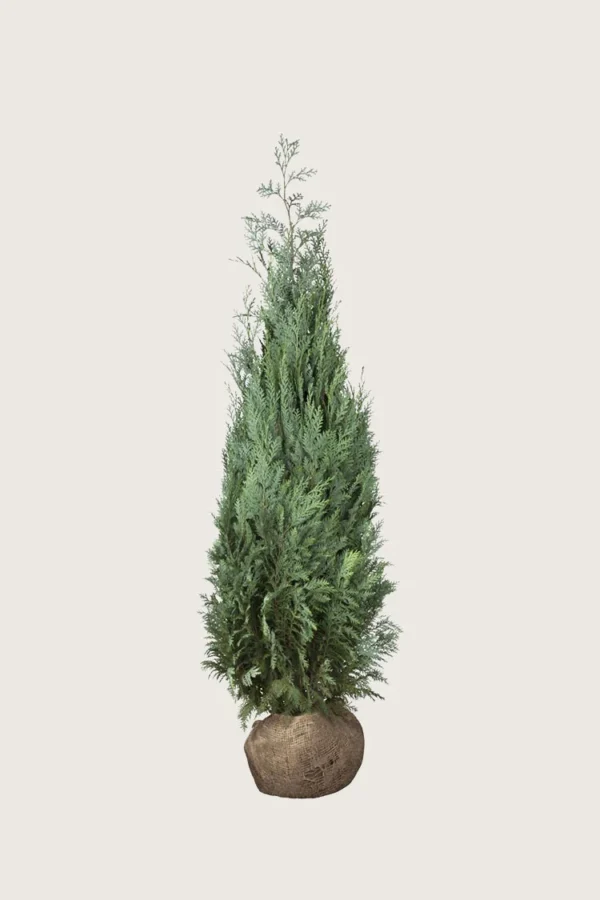 Lawsoninsypressi 125cm Outlet | Plantinavia