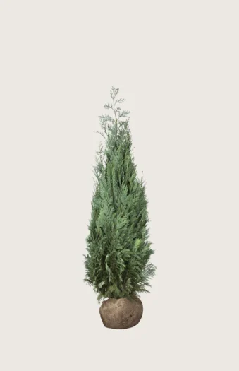 Lawsoninsypressi 40cm Outlet | Plantinavia