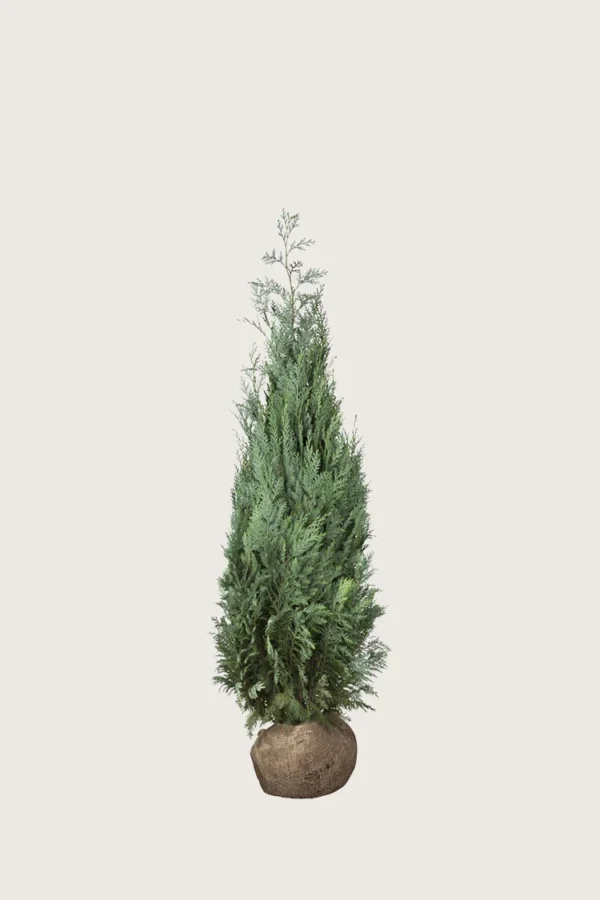 Lawsoninsypressi 40cm Outlet | Plantinavia