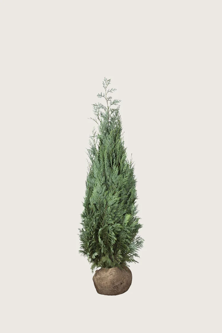 Selected Product