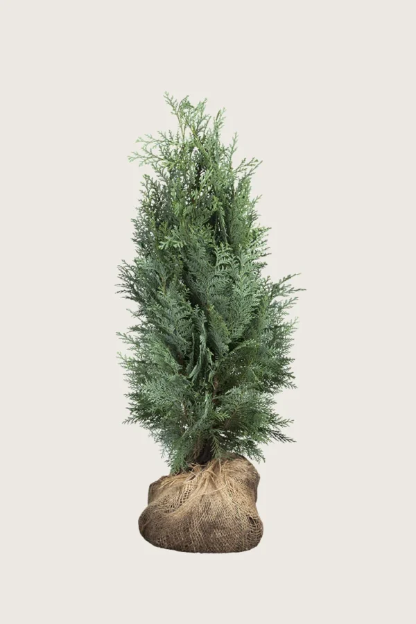 Lawsoninsypressi 125cm Tuuhea | Plantinavia