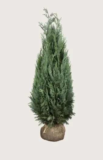 Lawsoninsypressi 350cm Tuuhea | Plantinavia